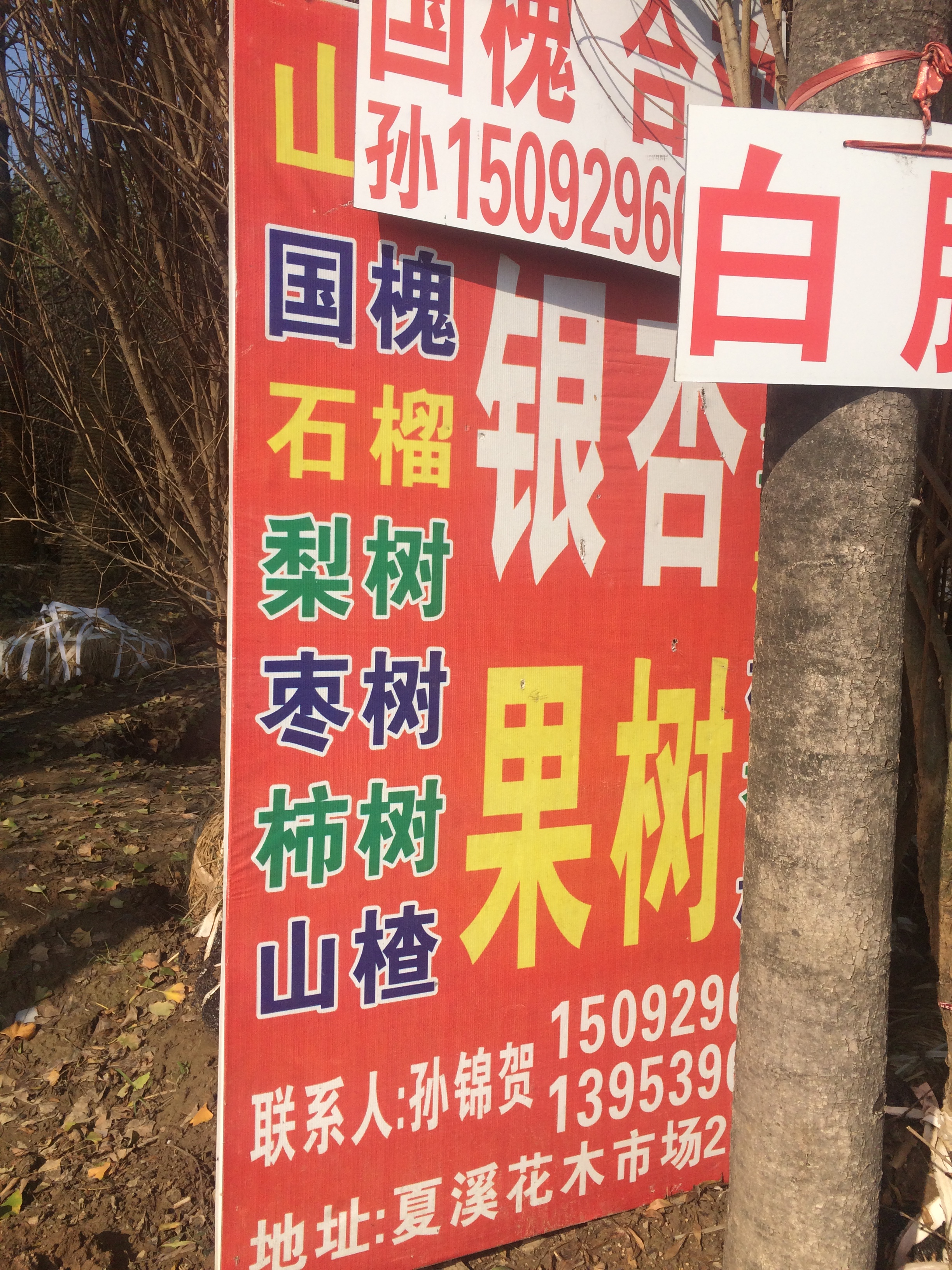 山东银杏