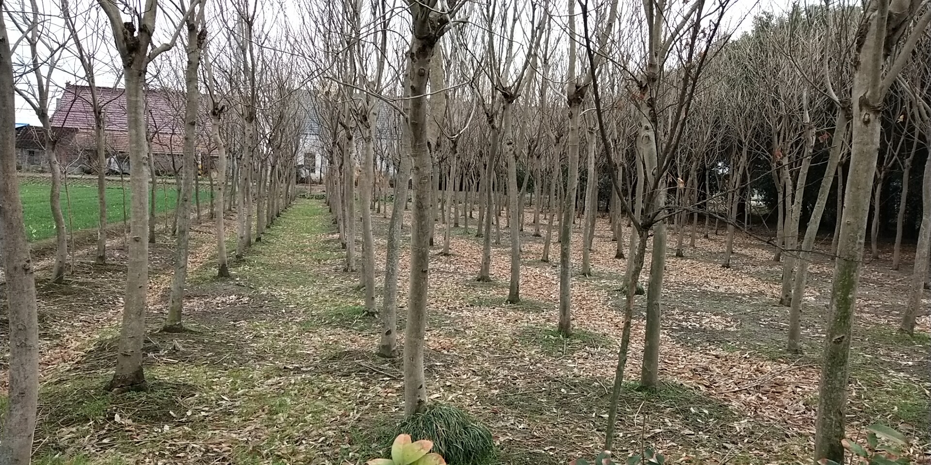 无患子图片