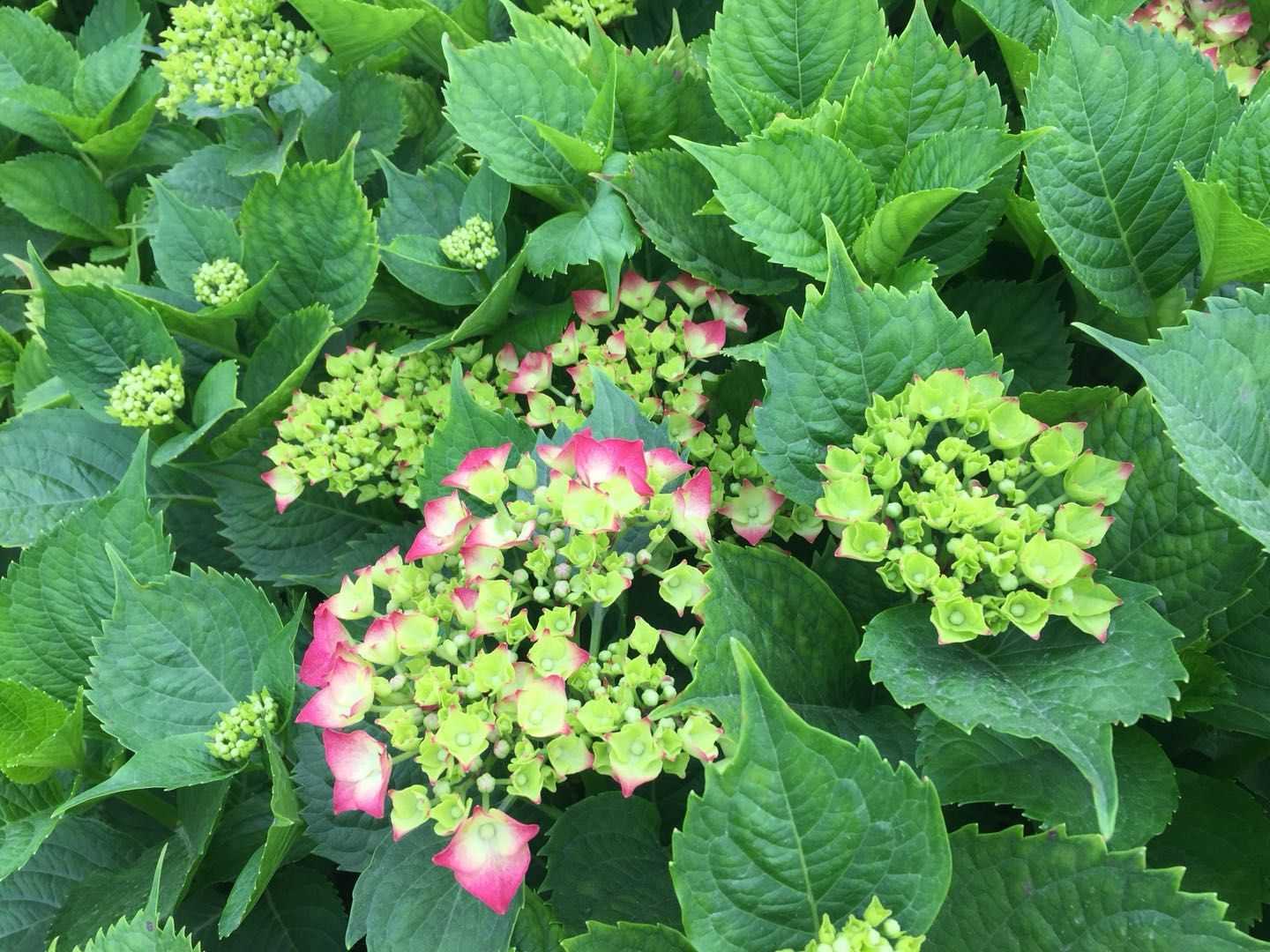 八仙花图片