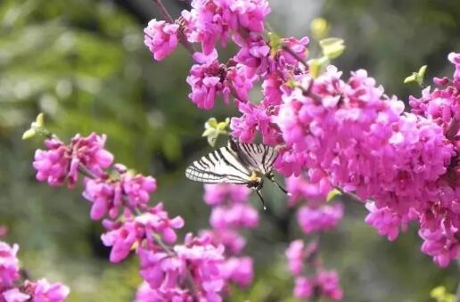 开花乔木成为2018年大热门，开花乔木树体高大、观花价值高，哪些树种更受欢迎？