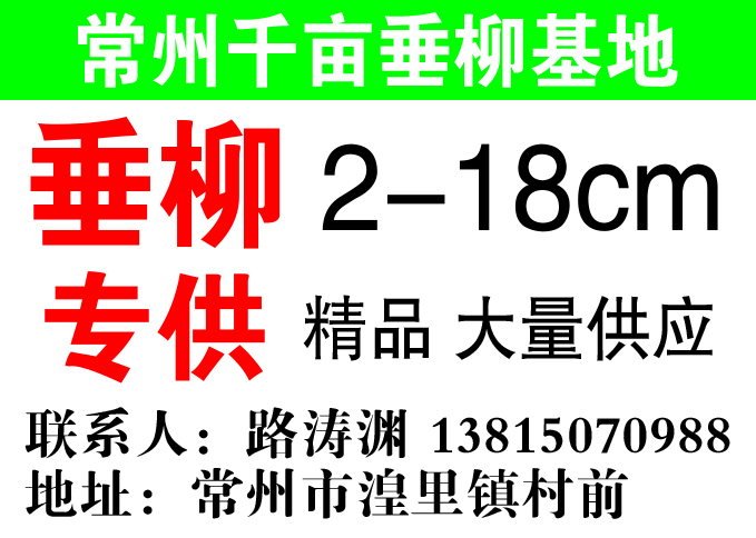 常州千亩垂柳基地图片