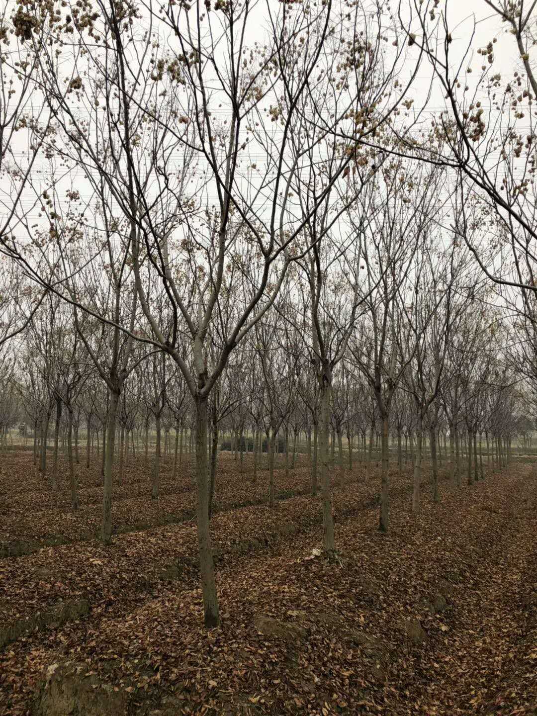 黄山栾树图片