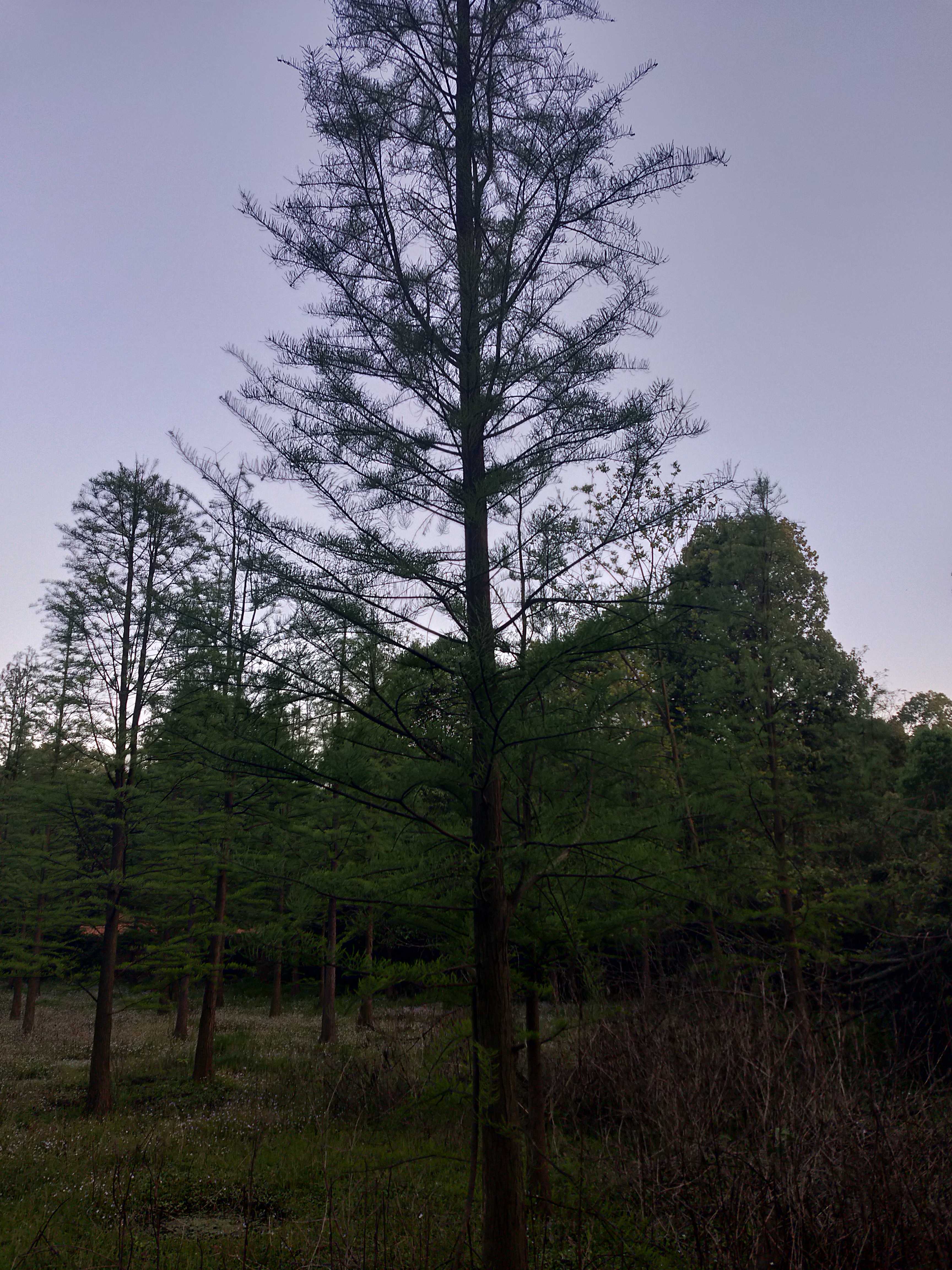 池杉图片