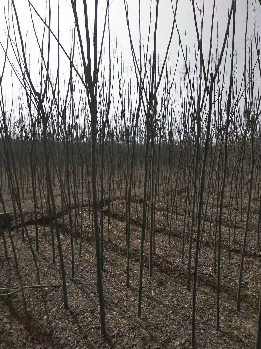 黄山栾树图片