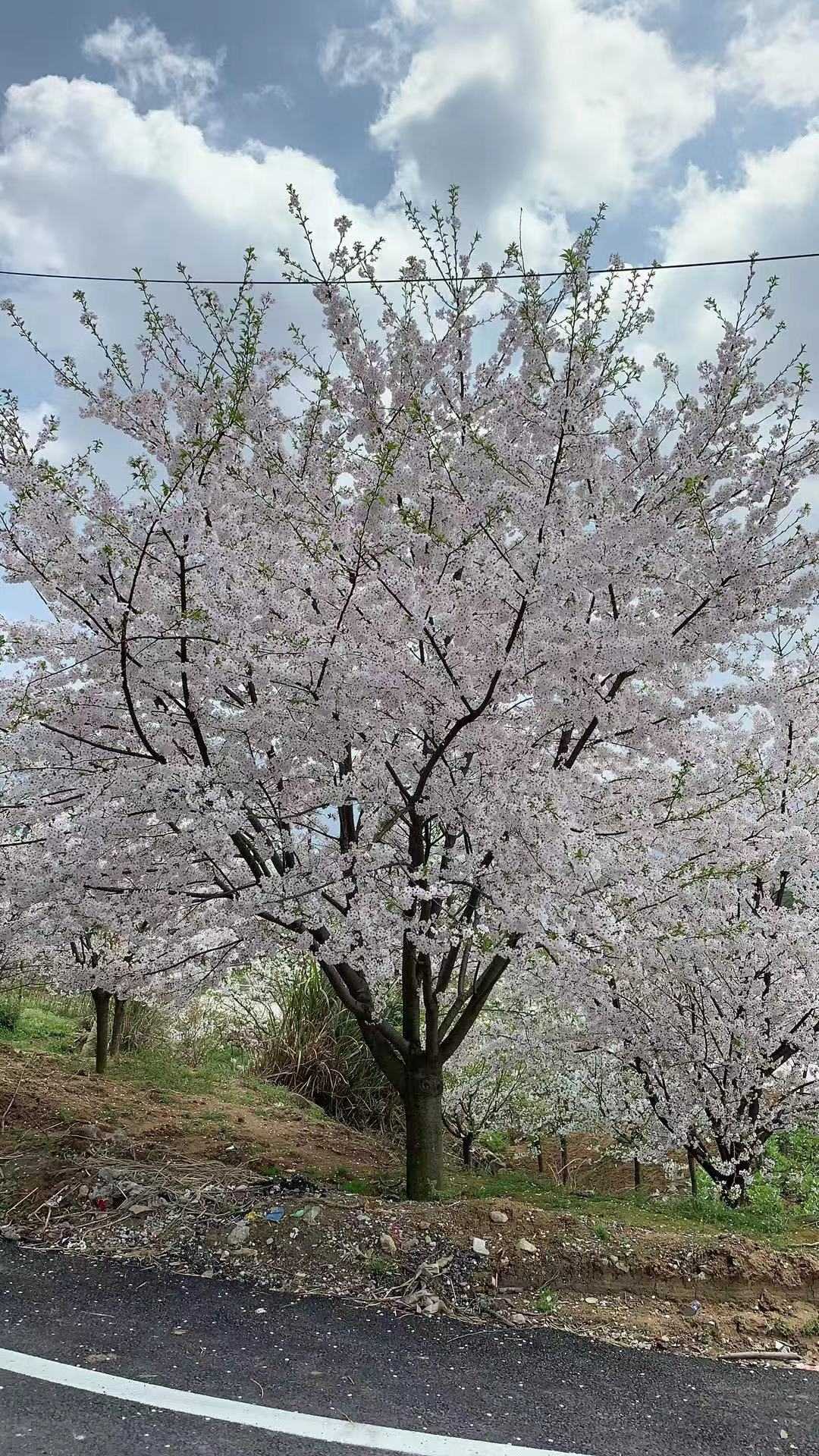 日本樱花（染井吉野樱）图片