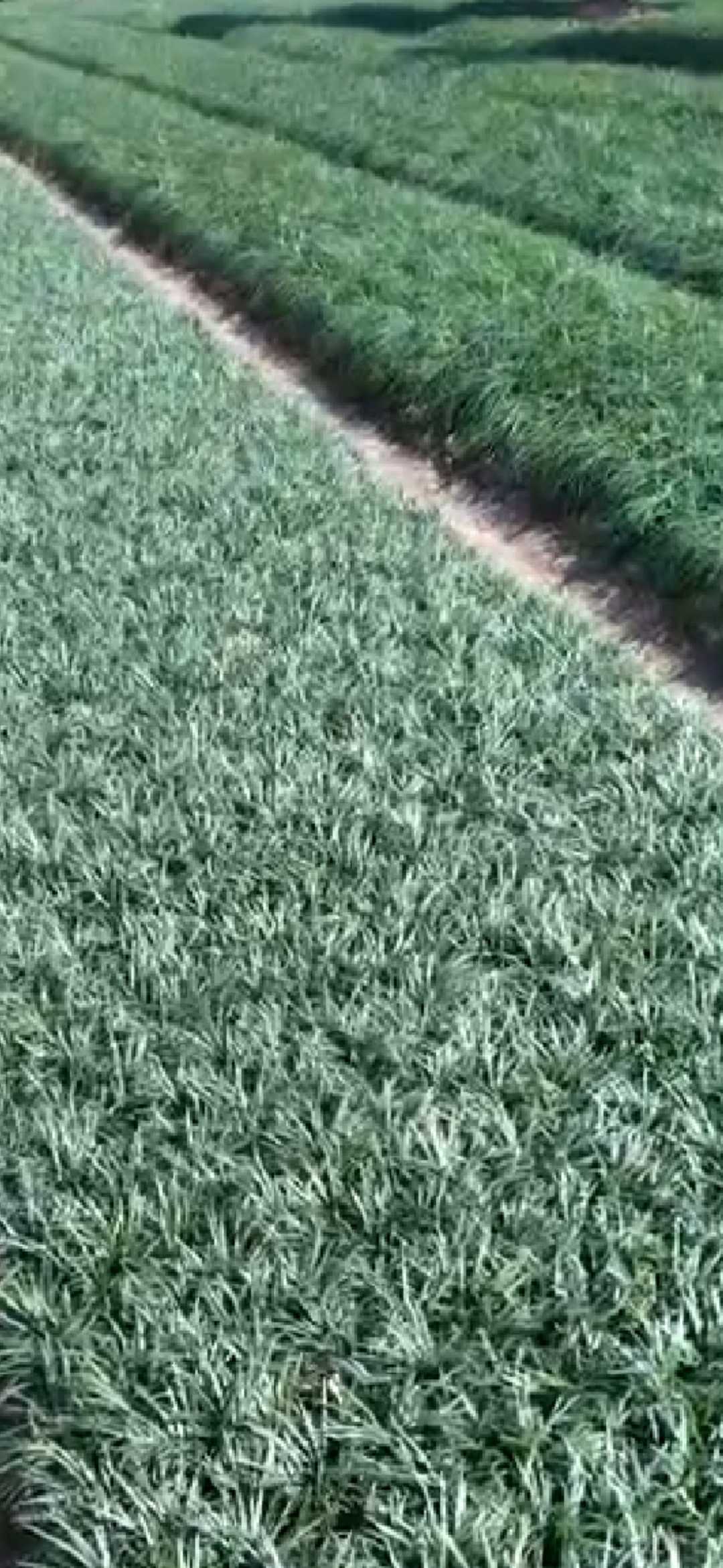 日本矮麦冬图片