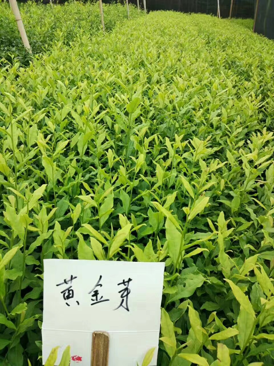枇杷图片