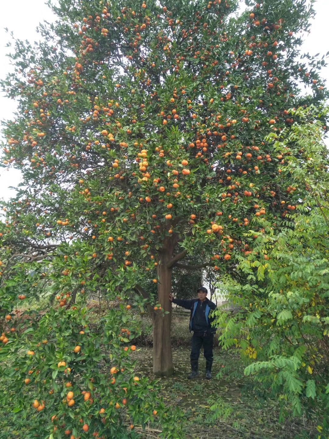 移植香泡图片