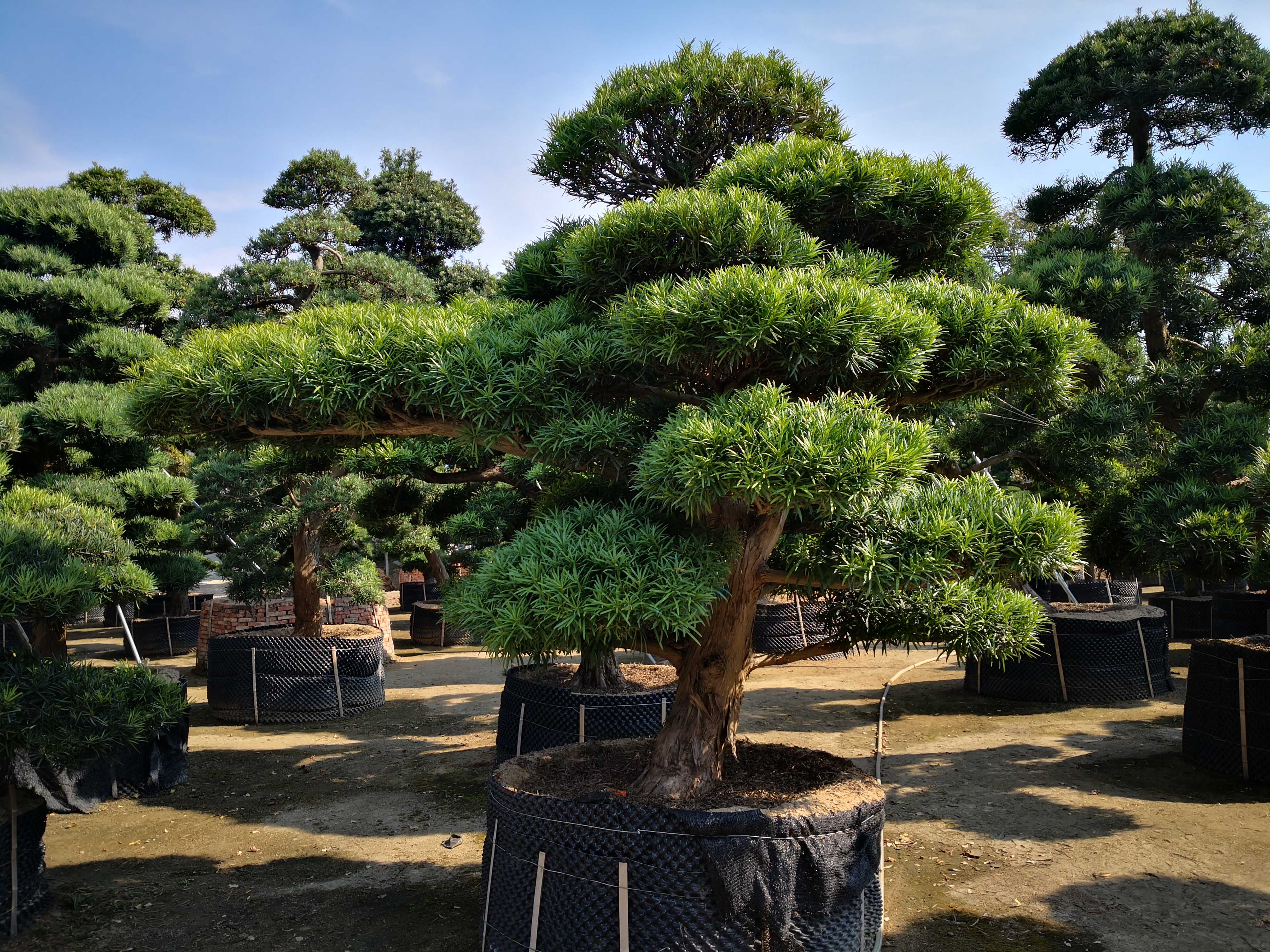 涟水县御景园林花卉经营部