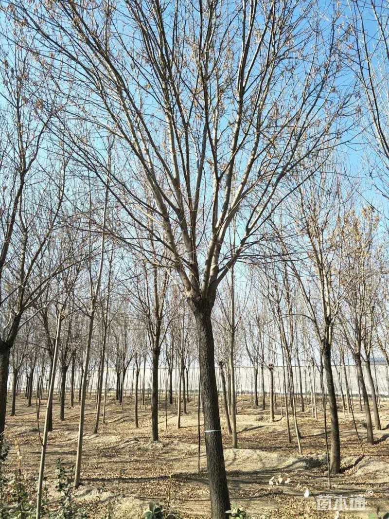 白蜡图片