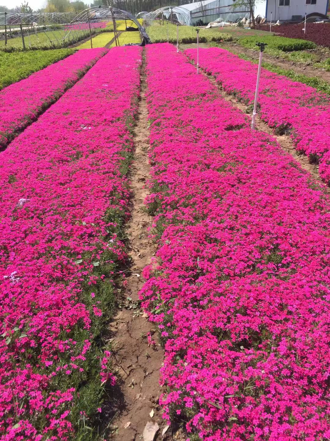 青州市恒景花卉苗木种植专业合作社