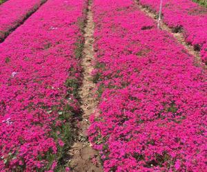 青州市恒景花卉苗木种植专业合作社