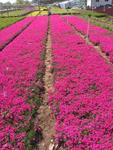 青州市恒景花卉苗木种植专业合作社图片
