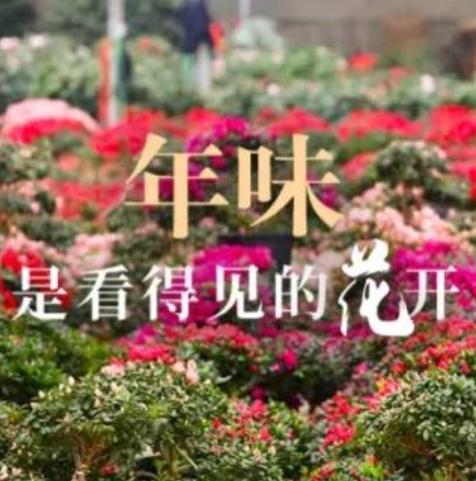 夏溪岁末花市图鉴：福建泓泰的“王牌年宵花”已悄悄上桌！