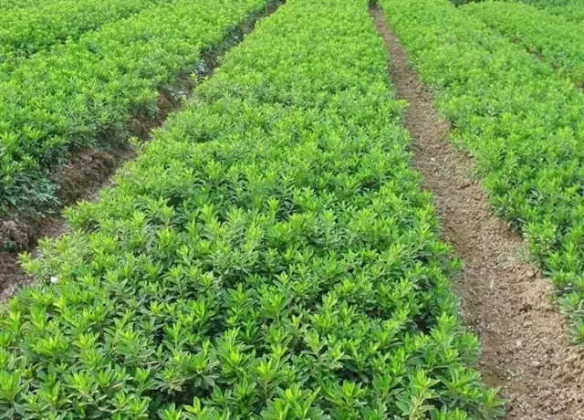 乔木小苗行情分析