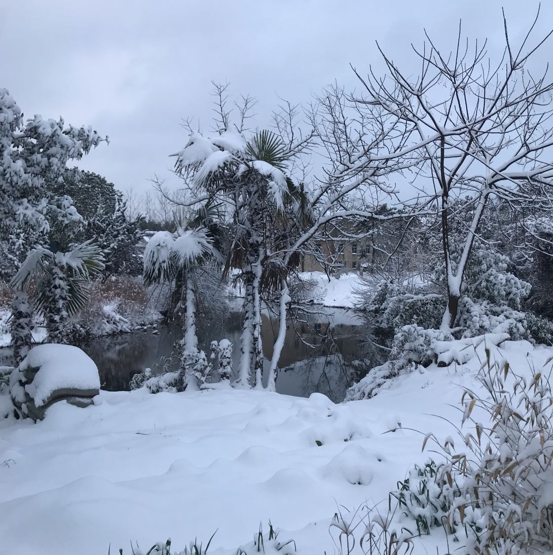 自家苗圃图片