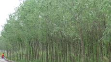 竹柳供应图片