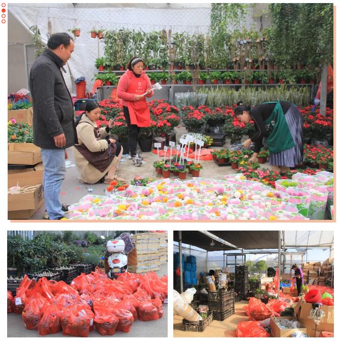 夏溪花木市场2020年年宵花“大戏”即将开演，一起来看看年宵花市的预热情况