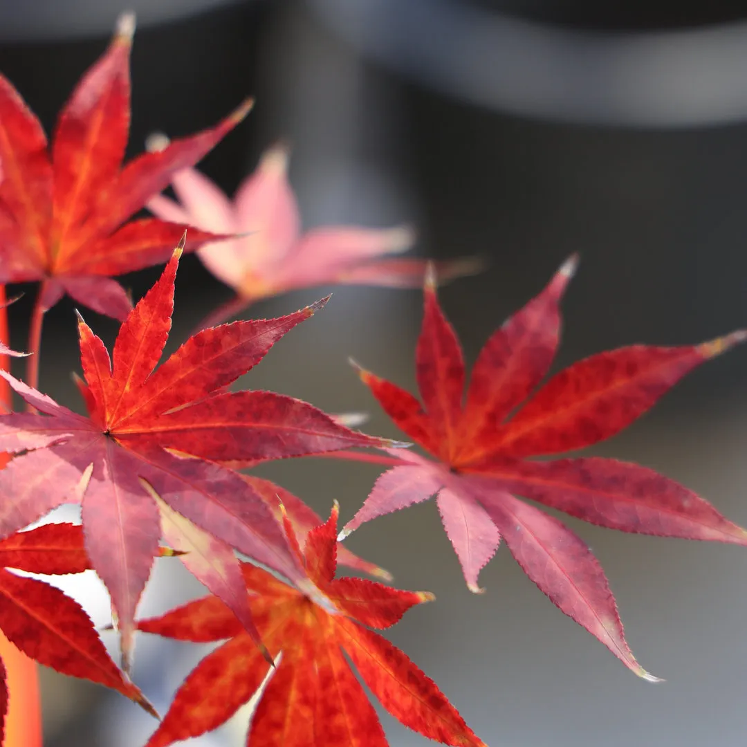 女神‘枫’了！变红变绿变金，但绝不变心