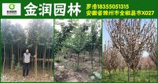 安徽省金润园林绿化有限公司图片