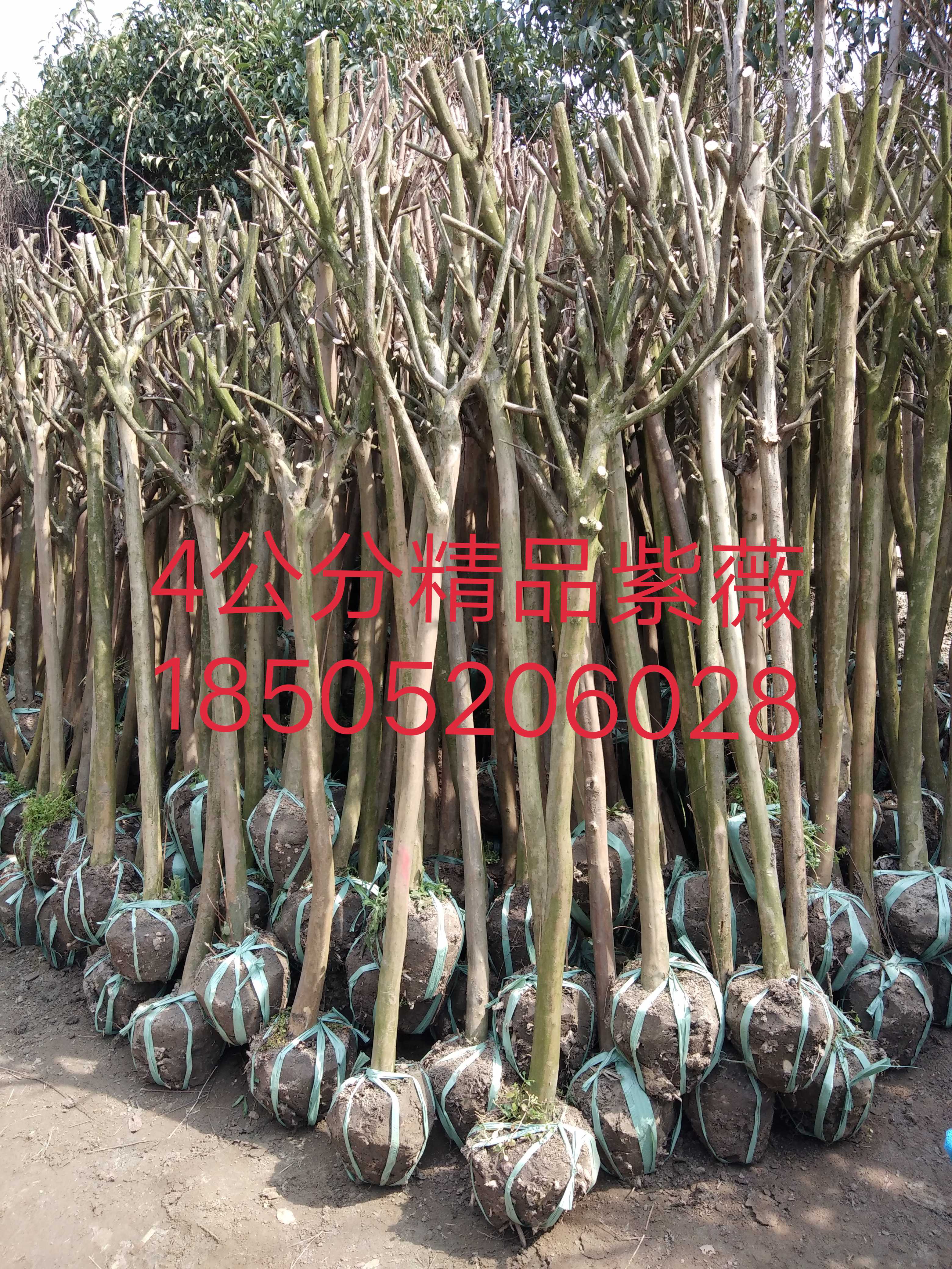紫薇图片