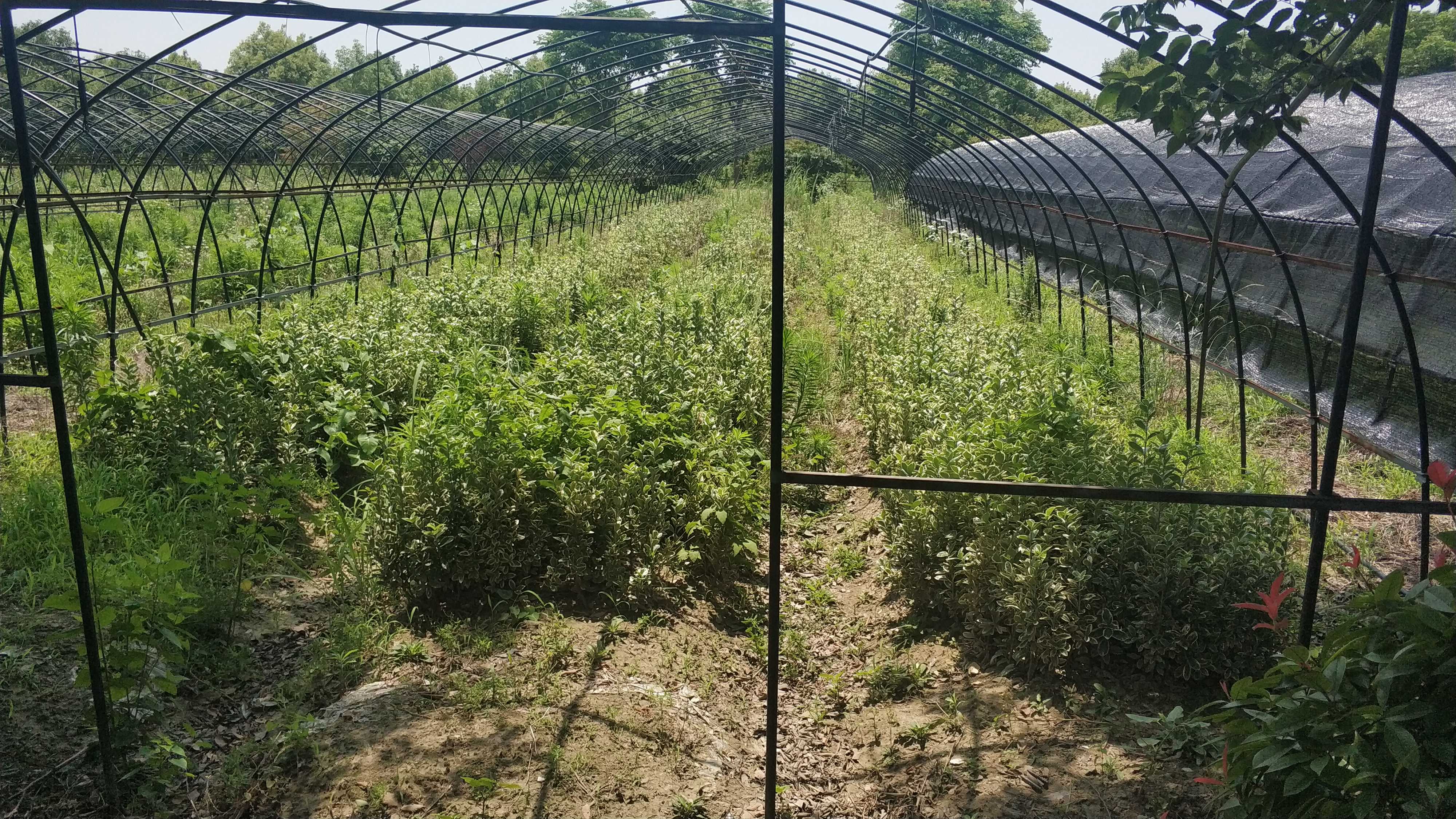 金边黄杨图片