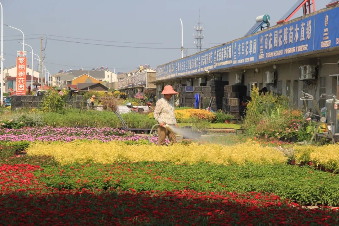 今秋，全国各地苗市行情表现如何？