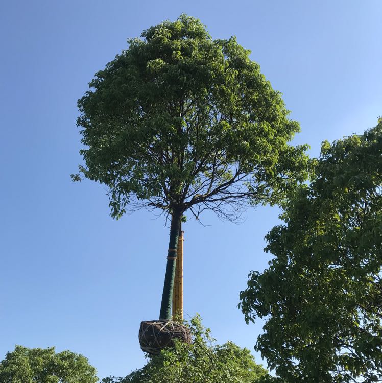 香樟图片