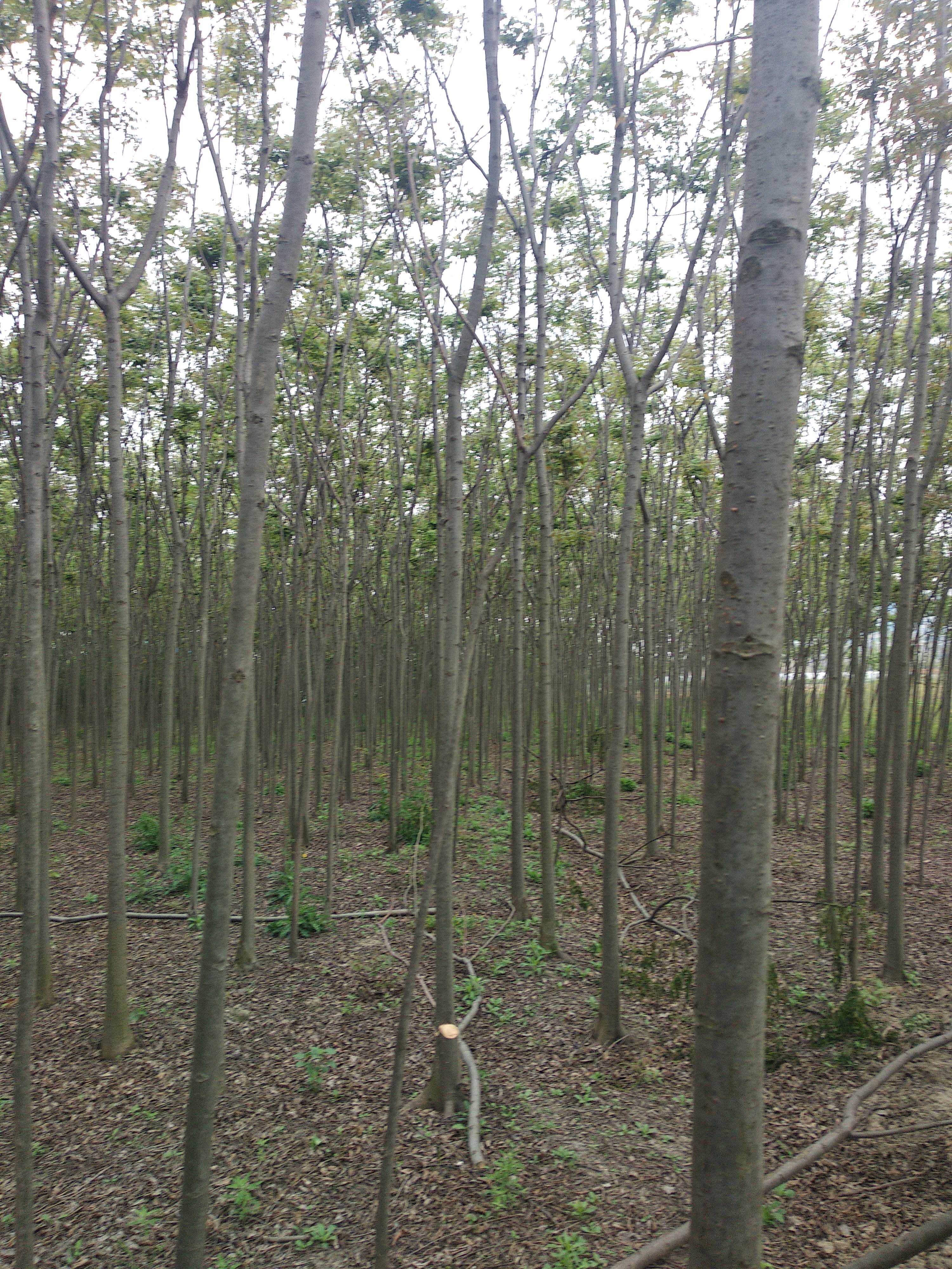 黄山栾树图片