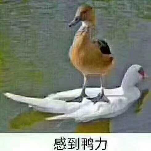 思亦园林图片