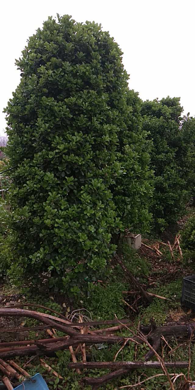 大叶黄杨图片