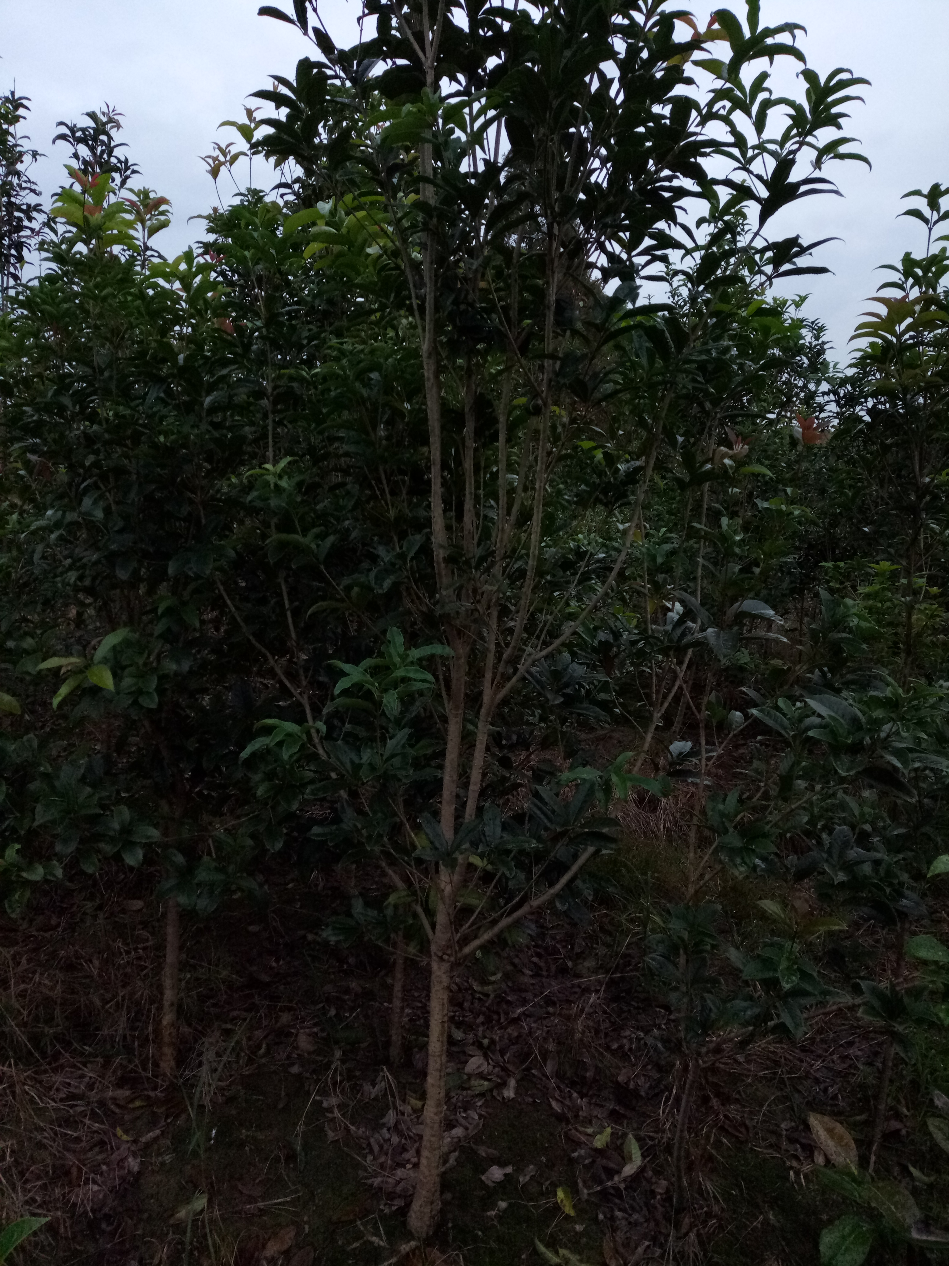 耐冬茶花图片