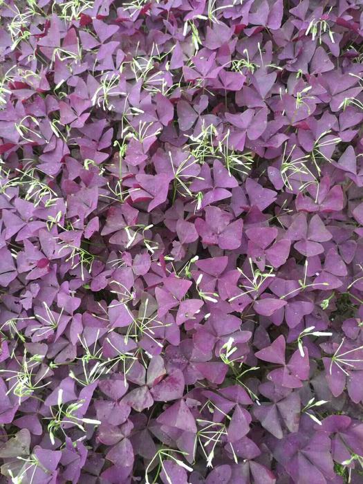 紫叶酢浆草图片