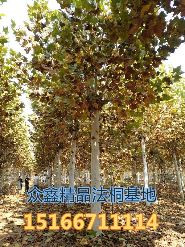 法国梧桐图片