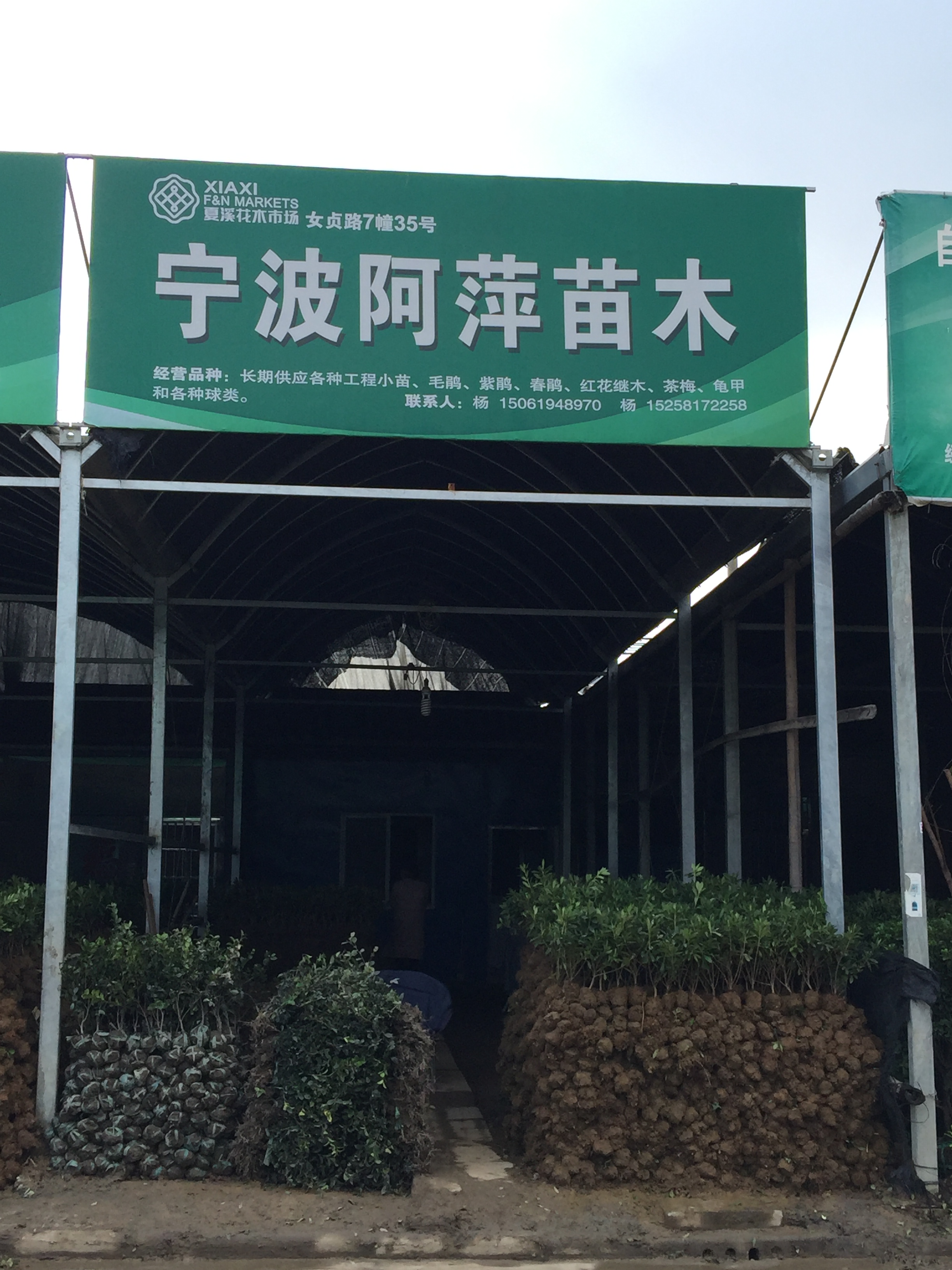 宁波阿萍苗木图片