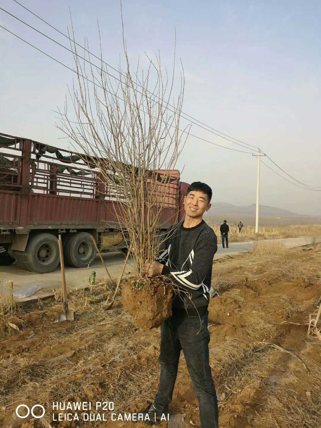 花石榴图片