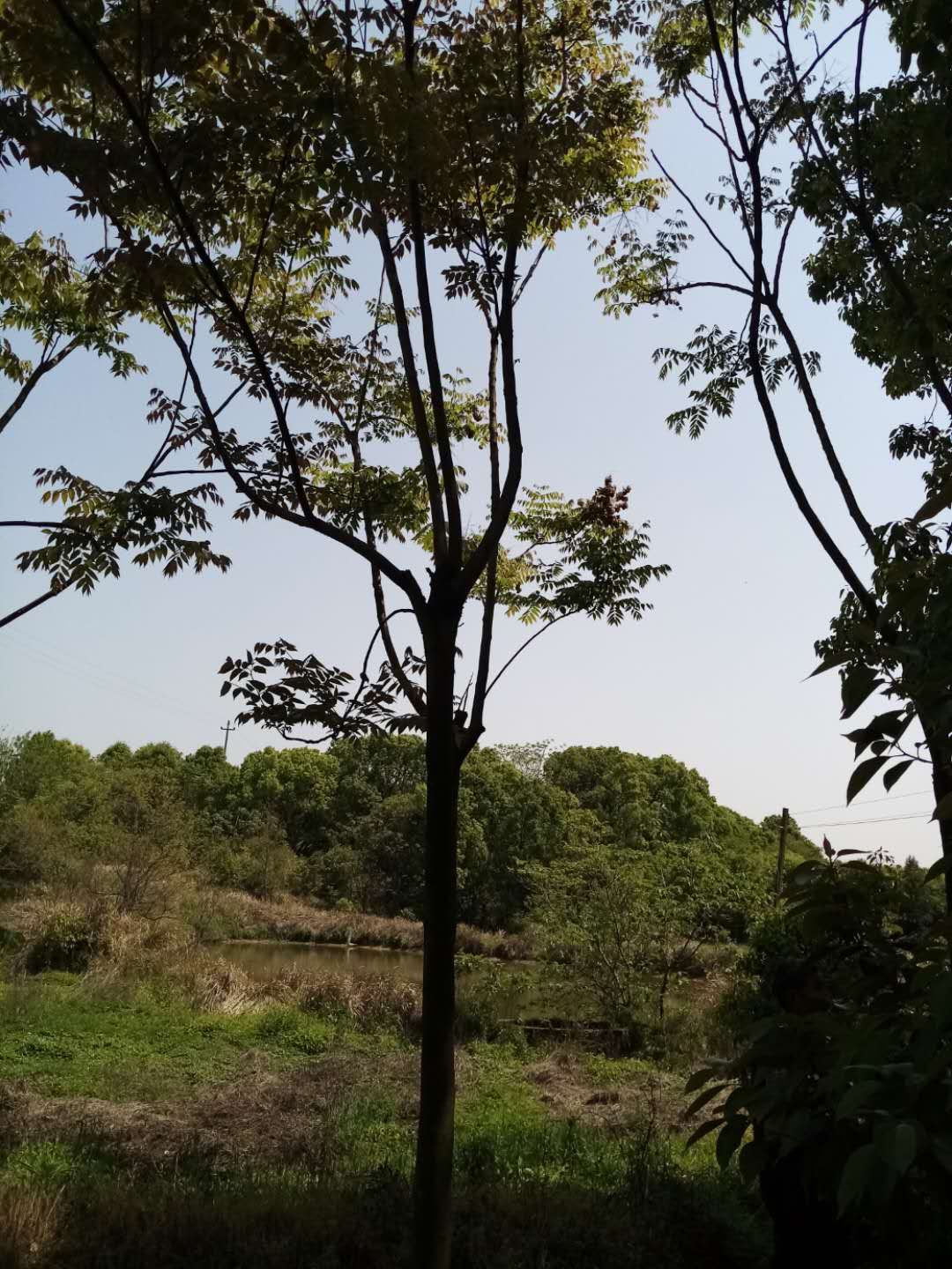 黄山栾树图片