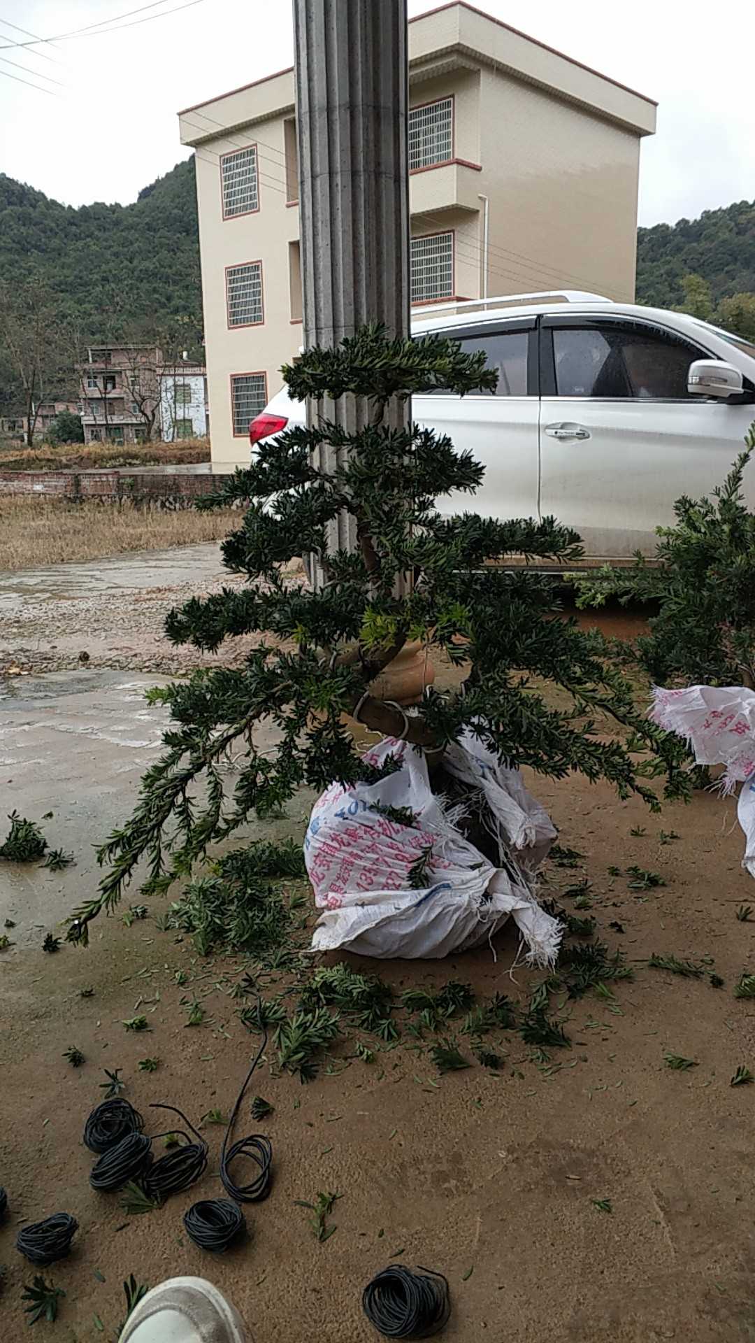 盆景，景观树造型图片