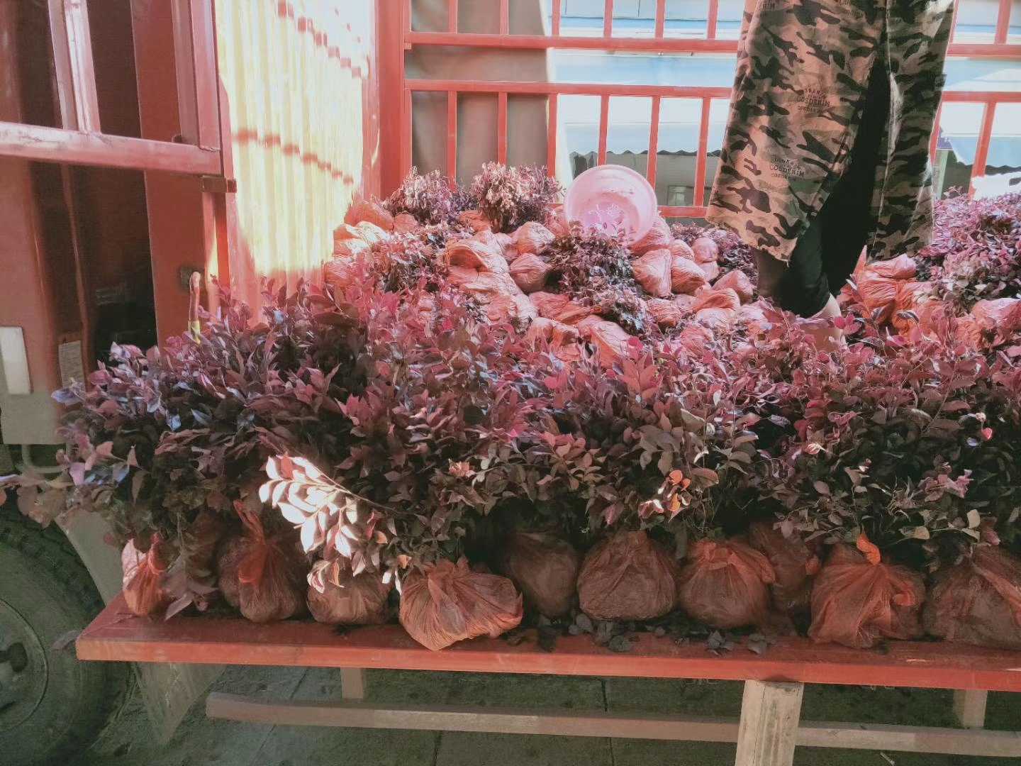 红花檵木图片