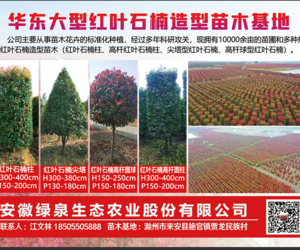 华东大型红叶石楠造型苗木基地