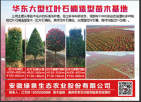 华东大型红叶石楠造型苗木基地图片