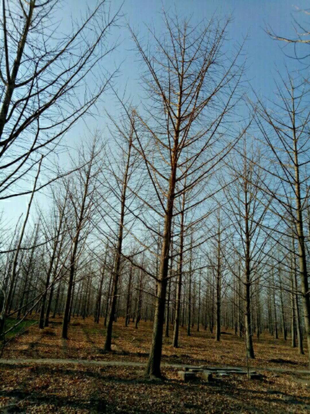银杏图片