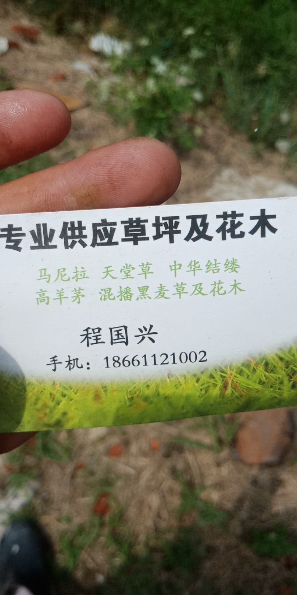 矮生百慕大图片