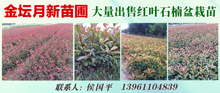金坛月新苗圃