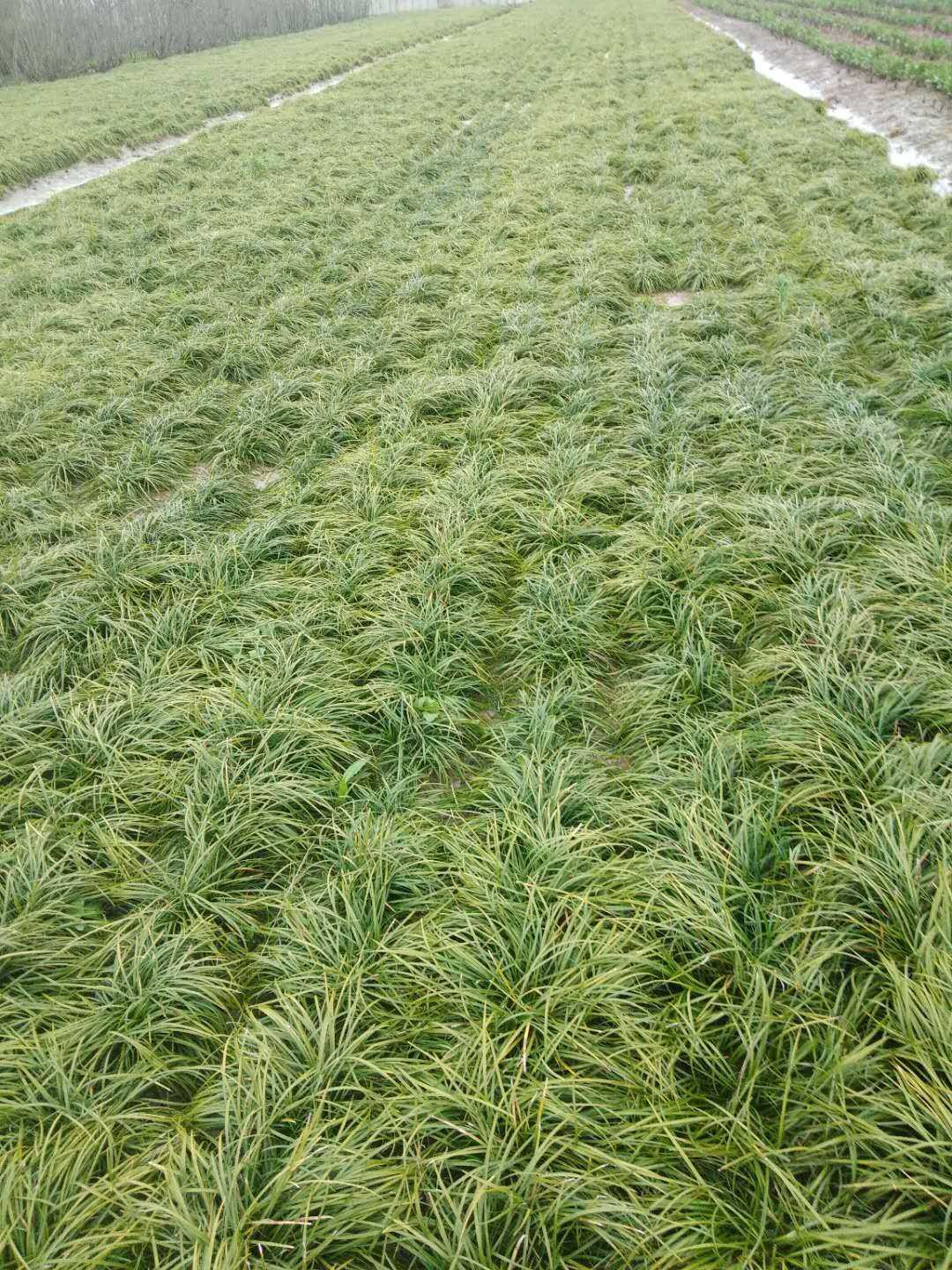 麦冬草图片
