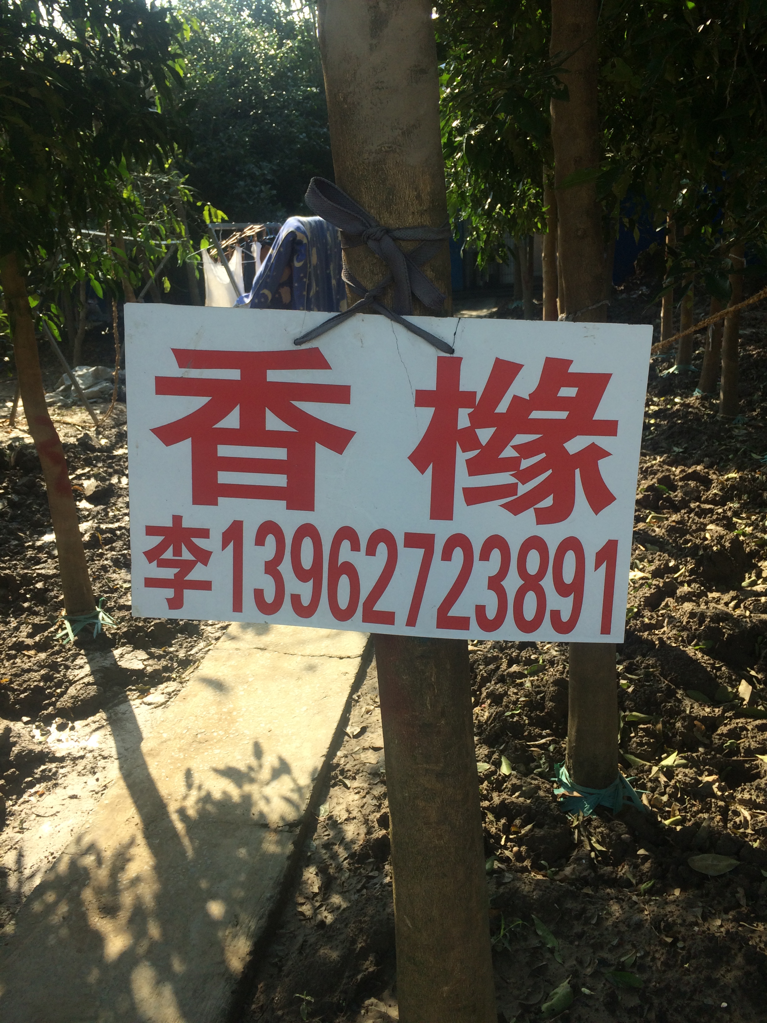香橼香泡图片