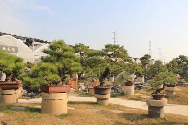 夏溪花木市场盆景触电破界，市场盆景村触电，带来的新消费