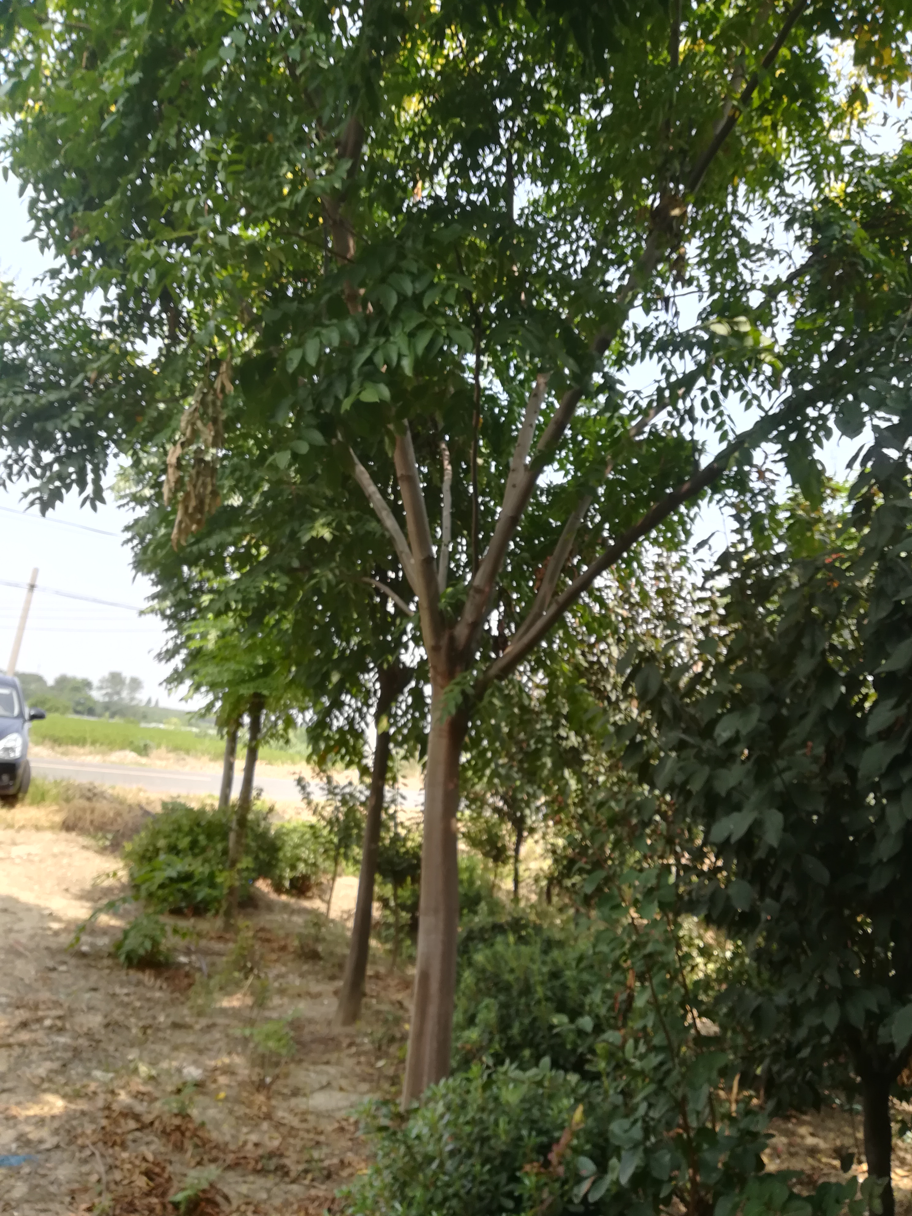 黄山栾树图片