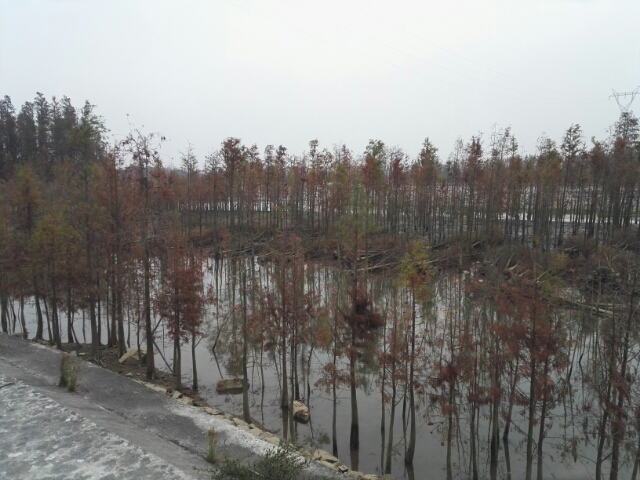 水杉图片