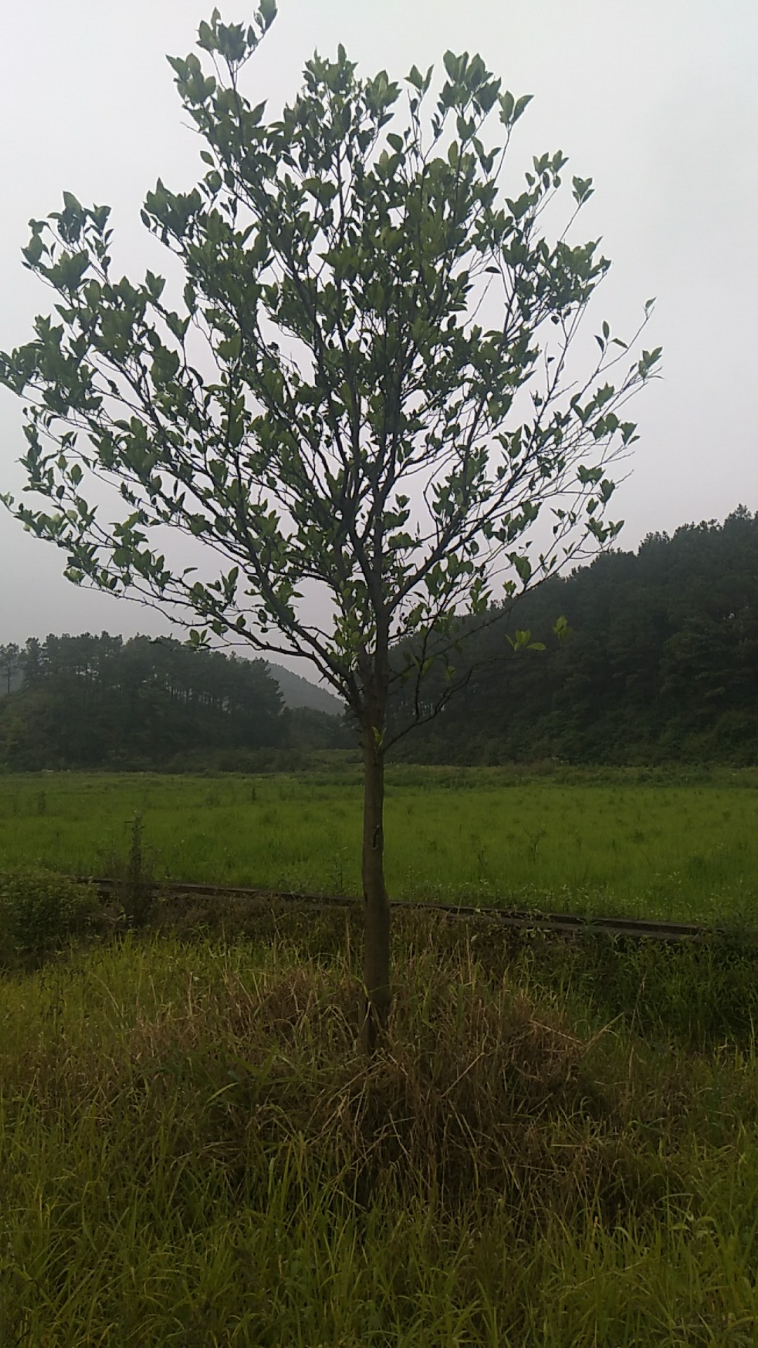 常山县芳平苗木专业合作社